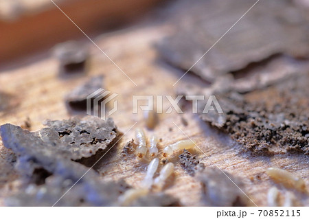 木材を食い散らかすシロアリ（ヤマトシロアリ） 70852115