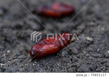 ヨトウムシの蛹　ハスモンヨトウ 70852117