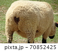 ハートのヒツジ 70852425