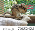 リスの森でひまわりの種 70852428
