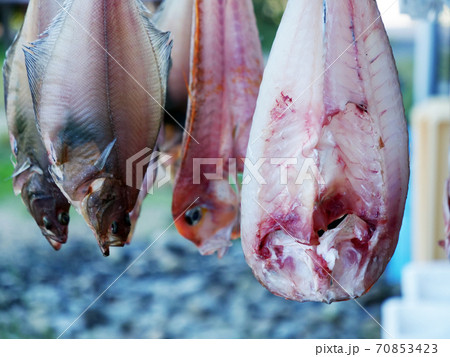 干物　一夜干し　魚　珍味　アマダイ 70853423