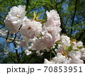 見上げれば桜だった 70853951