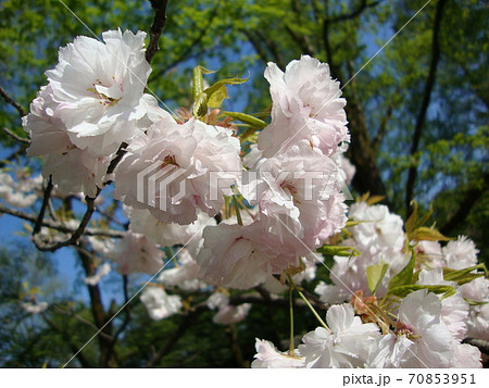 見上げれば桜だった 70853951