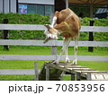 頭がかゆいらしいヤギ 70853956