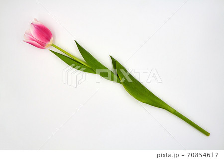 Top view on pink tulips lying on a white background with copy space 70854617