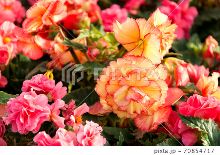 Pink and yellow beautiful begonia flowers field texture. Close up floral background. 70854717