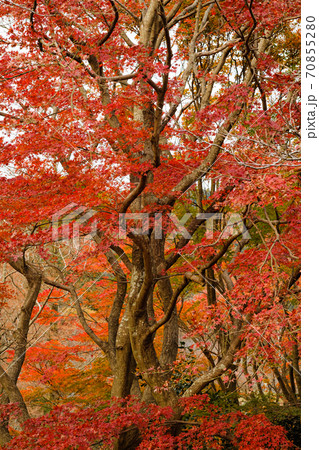 紅葉のもみじ 70855280