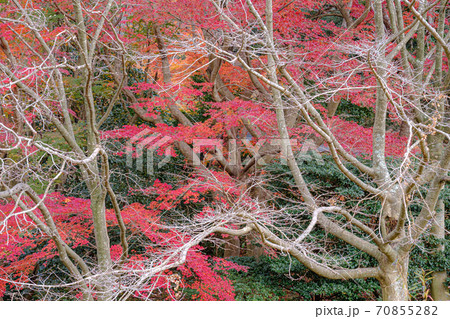 紅葉のもみじ 紅葉のもみじ 70855282