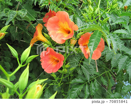 ノウゼンカズラ 70855841