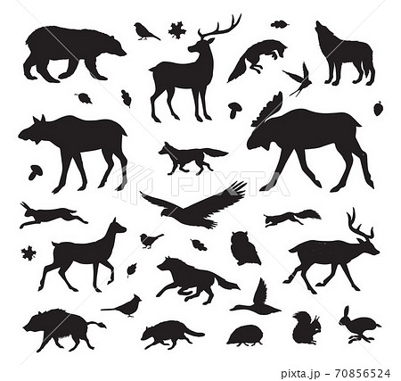 Vector Set Of Wild Forest Animals Silhouetteのイラスト素材