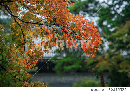 雨の南禅寺 雨の南禅寺 70856525