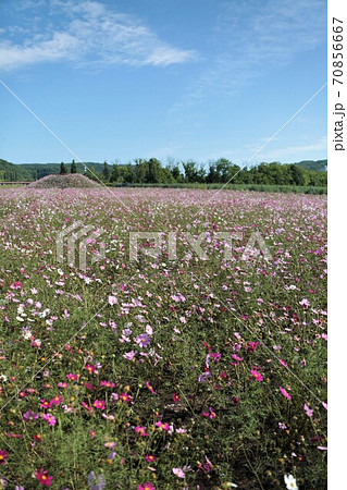 コスモス畑（網走大曲湖畔園地） 70856667