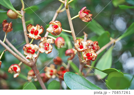 モッコクの割れた実の写真素材