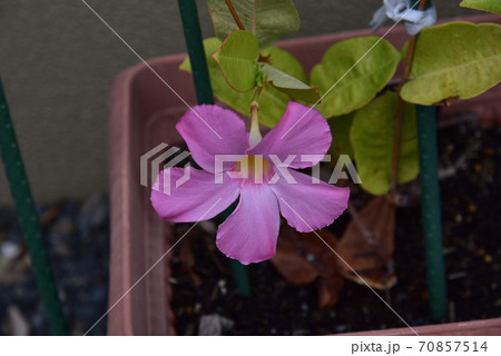 鮮やかなピンク色のサンパラソルジャイアントの花の写真素材