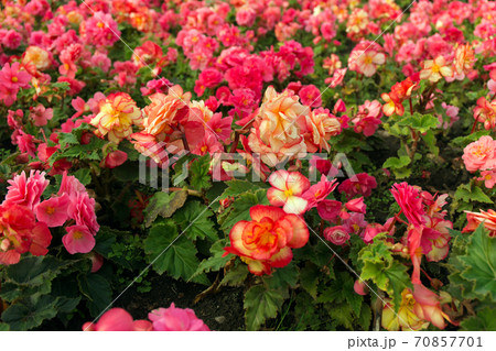 Pink and yellow beautiful begonia flowers field texture. Close up floral background. Pink and yellow beautiful begonia flowers field texture. Close up floral background. 70857701