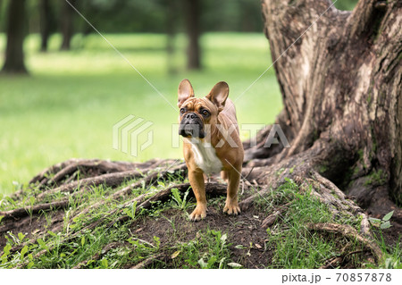 Young french bulldog of fawn color standing near big tree roots in park at summer. Portrait of pet dog at nature. 70857878