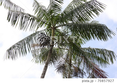 アマゾン地域に茂るアサイー椰子 ブラジル アマゾン地域に茂るアサイー椰子 ブラジル 70857927