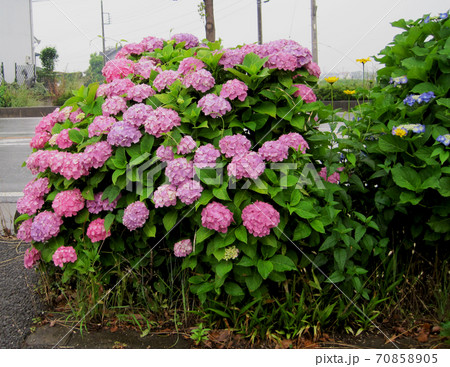ピンク色の紫陽花 70858905