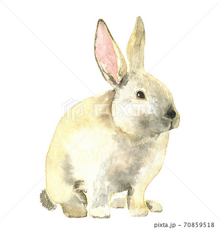 Watercolor white rabbit 70859518