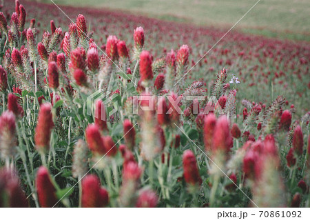 クリムソンクローバー クリムソンクローバー 70861092