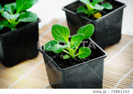 Seedlings of Petunia flowers close-up. Small green sprouts in containers. Seedlings of Petunia flowers close-up. Small green sprouts in containers. 70861102