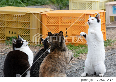 湯島　談合島　猫島 70861237