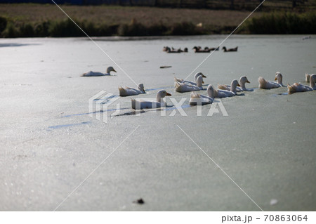White goose. Swimming Geese. Domestic geese swim in the pond. Flock of geese on the river. White goose. Swimming Geese. Domestic geese swim in the pond. Flock of geese on the river. 70863064