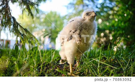 Northern hawk goshawk chick in nest - Accipiter gentilis. Northern hawk goshawk chick in nest - Accipiter gentilis. 70863092