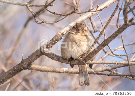 Sparrow sits on a branch without leaves with snow. Sparrow sits on a branch without leaves with snow. 70863250