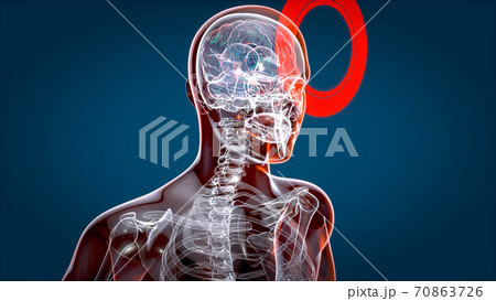 Human and brain xray, human anatomy, 3D Illustration 70863726