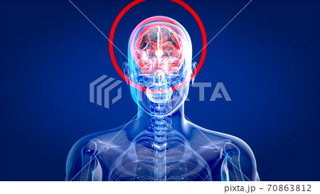 Human and brain xray, human anatomy, 3D Illustration Human and brain xray, human anatomy, 3D Illustration 70863812