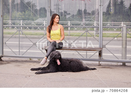 Black briard and woman are waiting for bus. 70864208