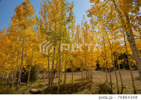 Beautiful sunny fall color around Strawberry Point Road 70864308