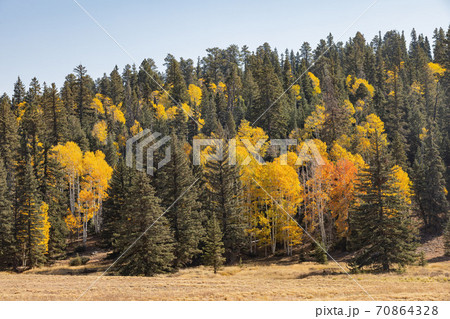 Beautiful sunny fall color around Strawberry Point Road 70864328