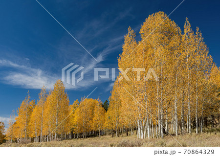 Beautiful sunny fall color around Strawberry Point Road 70864329