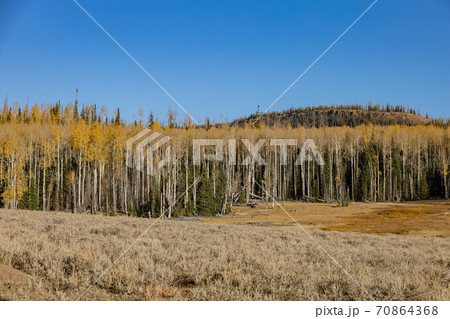 Sunny view of the beautiful fall color around Dixie National Forest 70864368