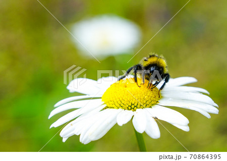 bumble bee sucks flower nectar from daisies bumble bee sucks flower nectar from daisies 70864395