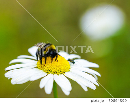 bumble bee sucks flower nectar from daisies bumble bee sucks flower nectar from daisies 70864399