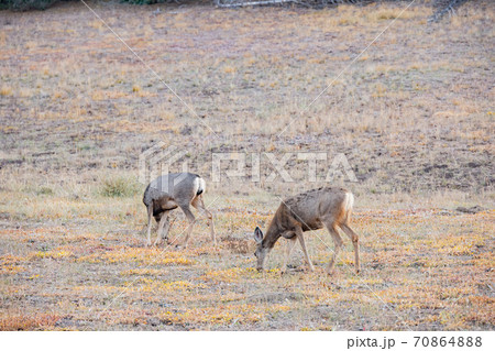 Close up shot of deer eating grass Close up shot of deer eating grass 70864888