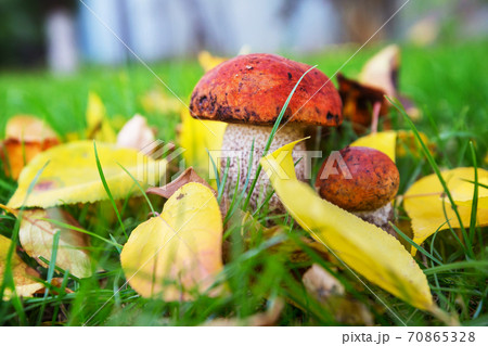 Mushrooms in forest 70865328