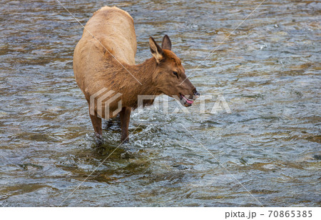 Elk in the river 70865385