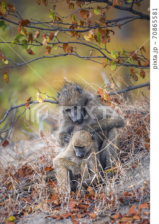 Chacma baboon in Kruger National park, South Africa Chacma baboon in Kruger National park, South Africa 70865581