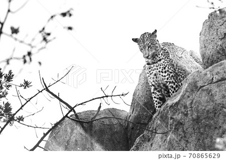 Leopard in Kruger National park, South Africa 70865629