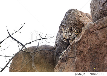 Leopard in Kruger National park, South Africa 70865632