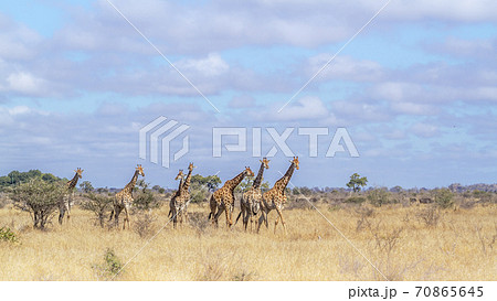 Giraffe in Kruger National park, South Africa 70865645