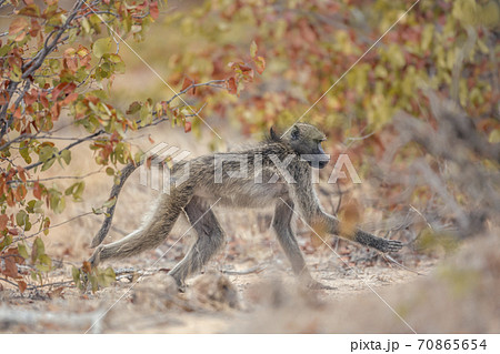 Chacma baboon in Kruger National park, South Africa Chacma baboon in Kruger National park, South Africa 70865654