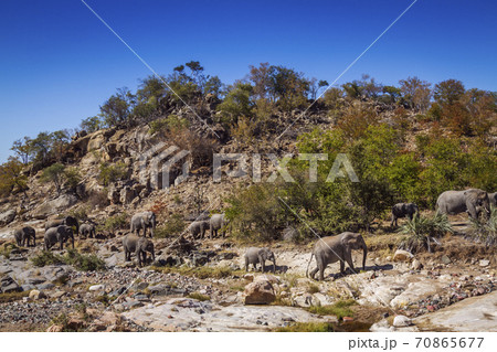 African bush elephant in Kruger National park, South Africa 70865677