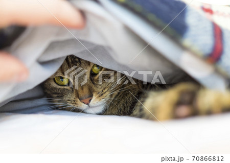 Muzzle of basking cat peeps out from under cozy blanket 70866812