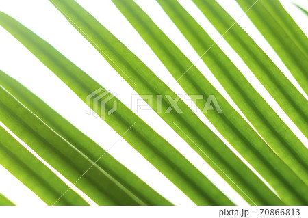 Background of green palm branch foliage stripes 70866813