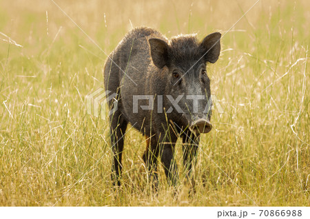 Indian boar or Andamanese or Moupin pig a subspecies of wild boar at ranthambore national park or tiger reserve rajasthan india - Sus scrofa cristatus Indian boar or Andamanese or Moupin pig a subspecies of wild boar at ranthambore national park or tiger reserve rajasthan india - Sus scrofa cristatus 70866988